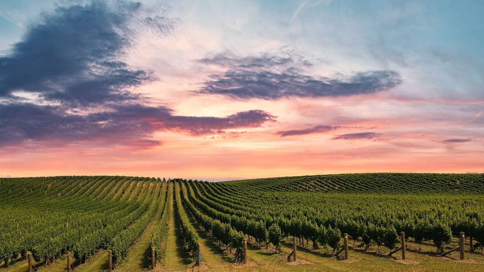 Hawke's Bay vineyards Te Mata Peak New Zealand, the region where Hawke's Bay businesses are measured in the NZ AI-Findability Index